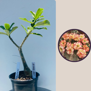 2109- 101 - Tropical