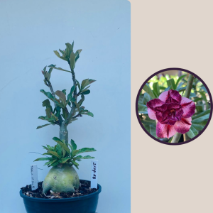 2109- 78 - Thinking Of You