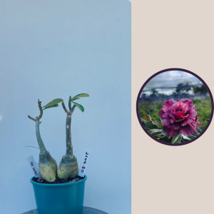 2109- 80 - The Secret Of Victória