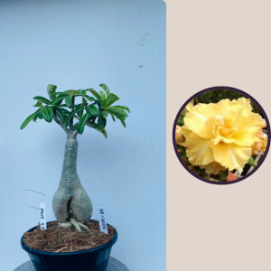 2009 - 87 -Gold Buque