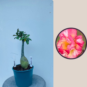 2009 - 48 - Camaleão