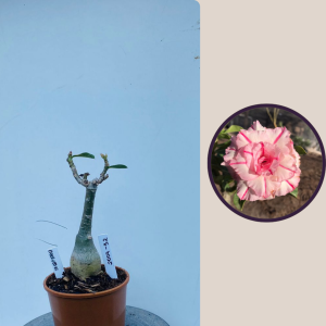 2009 - 32 - Carrossel