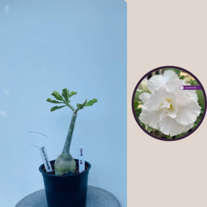 2009 - 20 - Branca Dobrada