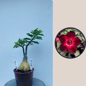 2009 - 27 - Black Swan II