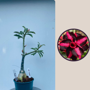 2009 - 29 - Black Lady