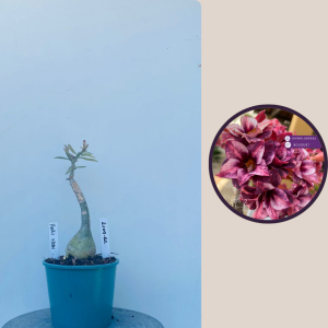 2109- 62 - Purple Storm rm