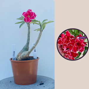 2109- 65 - Red Cloak