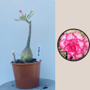 2109- 67 - Variegata Isabelle