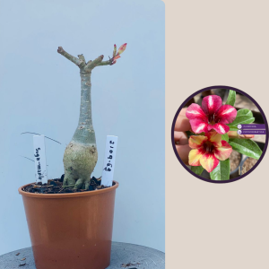 2109- 69 - Sugar Maple