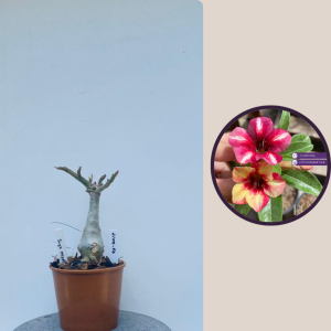 2109- 75 - sUGAR mAPLE