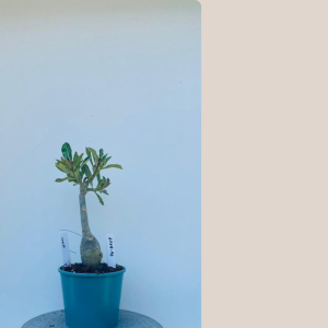 2109- 73 - Sem Identificação