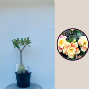 2109- 76 - Solar Relf