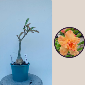 2109- 77 - Sol Nascente