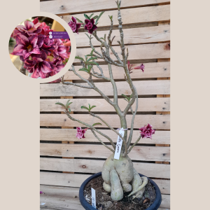 Baobá Purple Storm 1