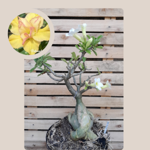 Baoba Palminha Buquê 18