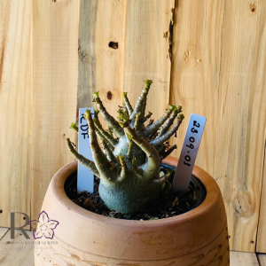 2309- 01 - Arabicum RDF