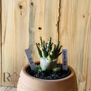 2309- 02 - Arabicum RDF