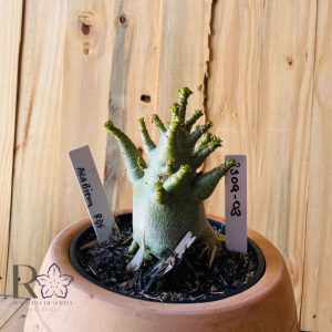 2309- 03 - Arabicum RDF