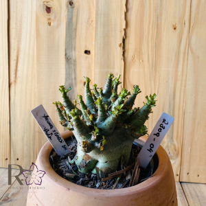 2309- 04 - Arabicum Aeung x Godji Dk x Hulk