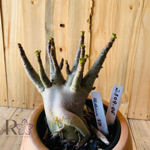 2309- 06 - Arabicum Aueng x Godji Dk x Hulk