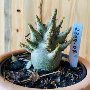 2309- 07 - Arabicum Aueng x Godji Dk x Hulk