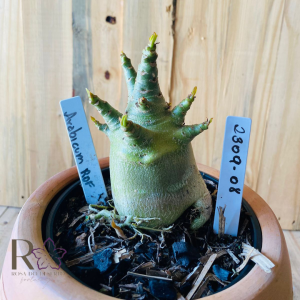 2309- 08 - Arabicum RDF