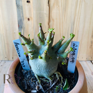 2309- 09 - Arabicum RDF