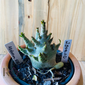 2309- 10 - Arabicum RDF