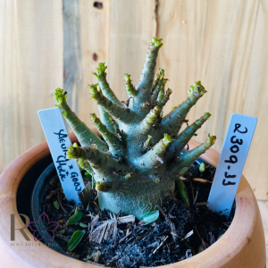 2309- 11 - Arabicum Aeung x gooji Dk