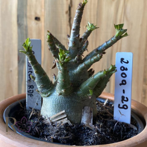 2309- 29 - Arabicum RDF