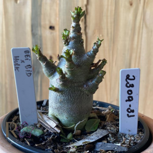 2309- 31 - Arabicum Bei Bid x Hulk