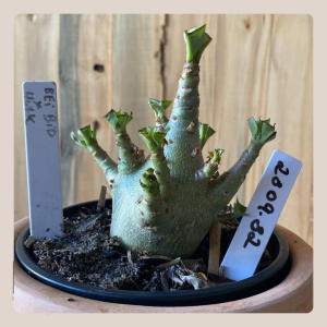 2309- 32 - Arabicum Bei Bid x Hulk