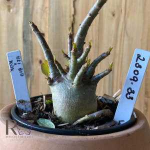 2309- 33 - Arabicum Bei Bid x Hulk