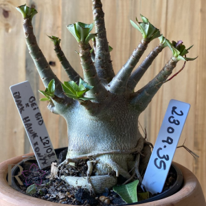 2309- 35 - Arabicum Bei Bid x Black Hawk x Onyx