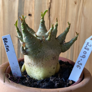 2309- 36 - Arabicum Brutos