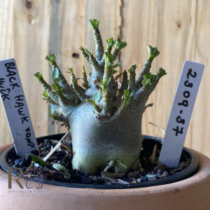 2309- 37 - Arabicum Black Hawk x Onyx x Hulk