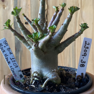 2309- 38 - Arabicum Bei Bid x black Hawk x Onyx