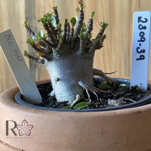 2309- 39 - Arabicum Big Foot