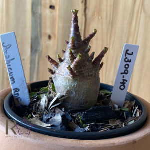 2309- 40 - Arabicum Black RDF