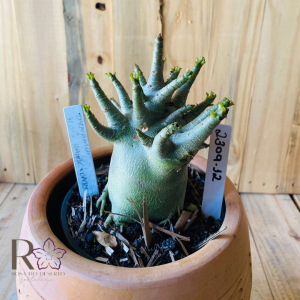 2309- 12 - Dynamo x Black Hawk x onix