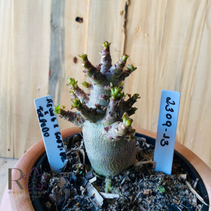 2309- 13 - Aeung x gooji Dk x Torpedo