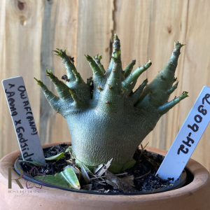 2309- 42 - Arabicum Dwarf (anã) x Aeung x Godji DK