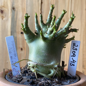 2309- 43 - Dynamo x Super black