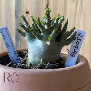 2309- 45 - Arabicum Dwarf (anã) x Aeung x Godji DK