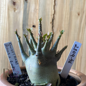 2309- 46 - Arabicum Dwarf (Anã) x Aeung x Godji DK