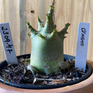 2309- 47 - Arabicum Dynamo