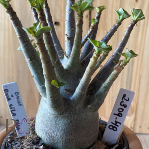 2309- 48 - Arabicum Dwarf x Bua Sila Dha