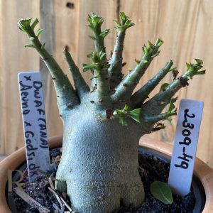 2309- 49 - Dwarf(Anã) x Aeung Godji DK