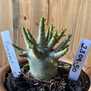 2309- 50 - Arabicum Dynamo