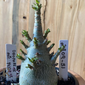 2309- 51 - Arabicum Dhofarense x RBL